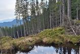 Ochranari objavili nove pliesko v Nizkych Tatrach na mieste kde sa planuje vystavba zjazdovky