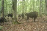 Vlci zautocili na mladia zubra v Polsku Vedci maju dramaticky lov natoceny na videu