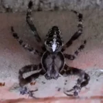 Konečne sa zbavte pavúkov pomocou týchto trikov