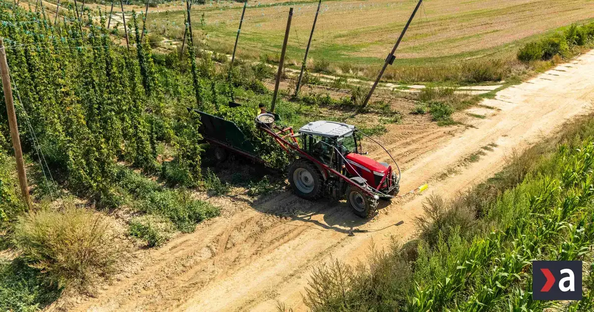 Slovenskému chmeliarovi pomohli s úrodou dáta z projektu PRE CHMEĽ